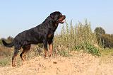 ROTTWEILER 130